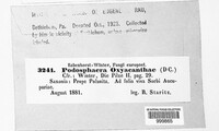 Podosphaera clandestina image